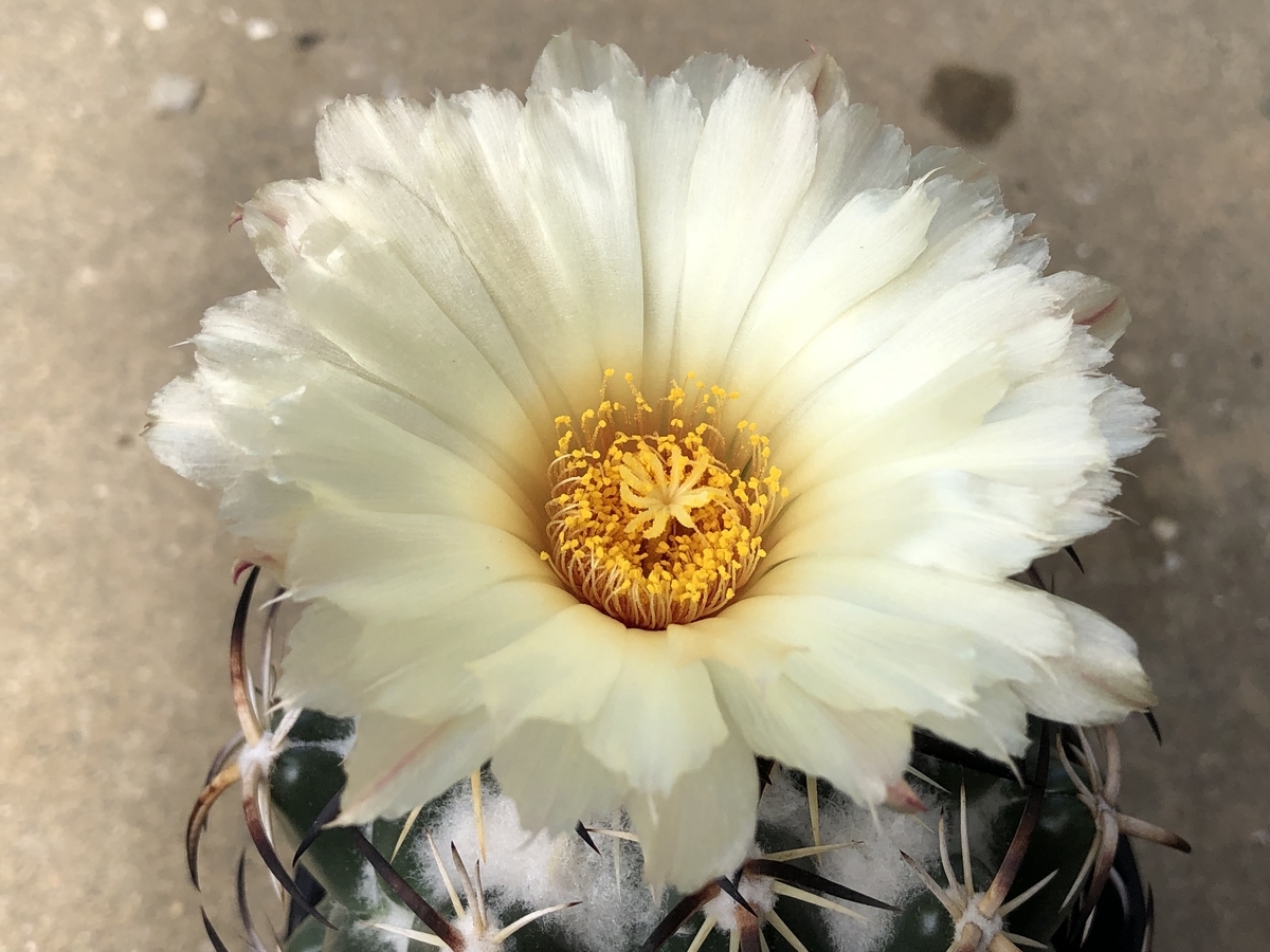 f:id:cactuspower:20210728131606j:plain