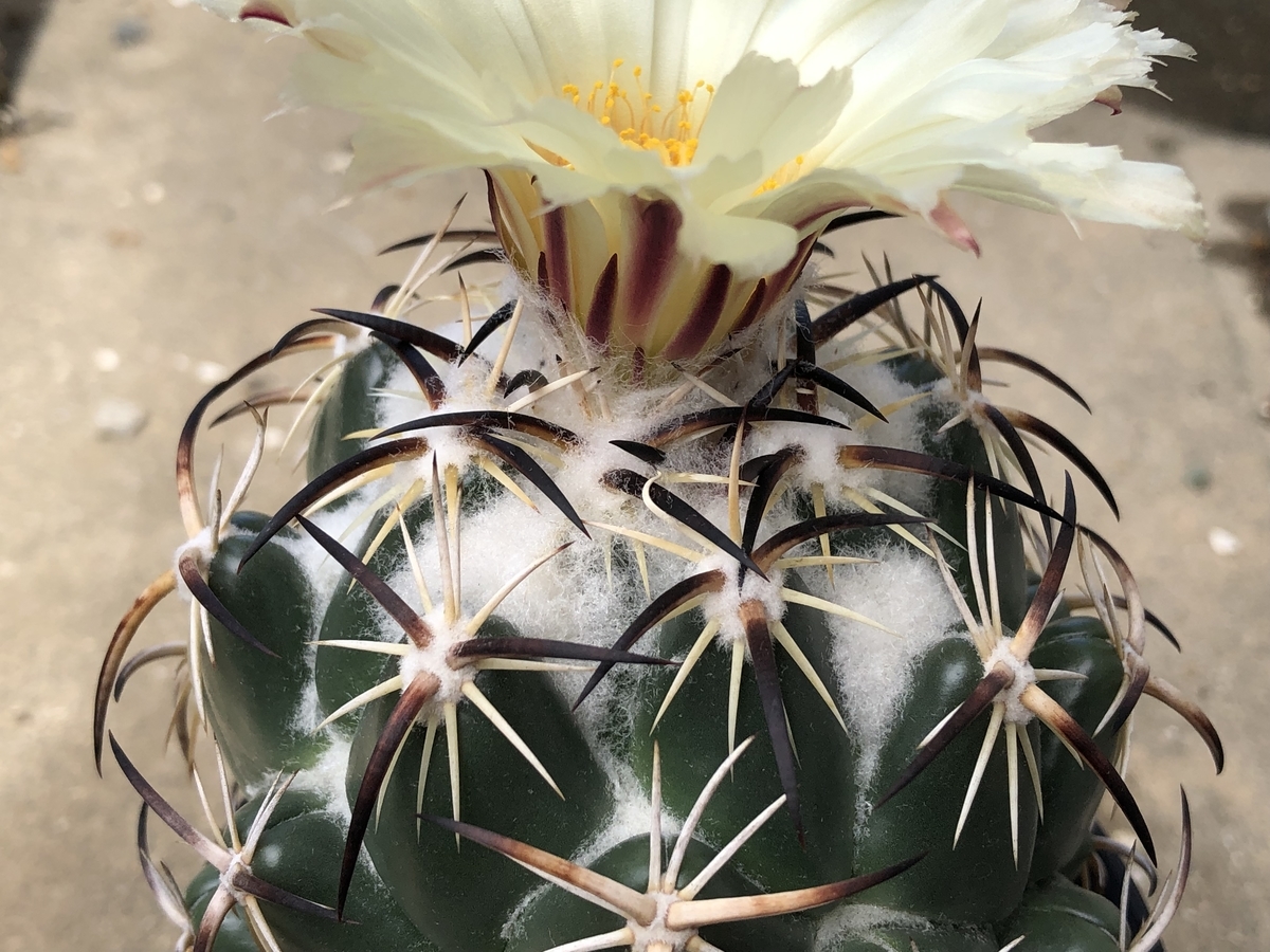 f:id:cactuspower:20210728131701j:plain