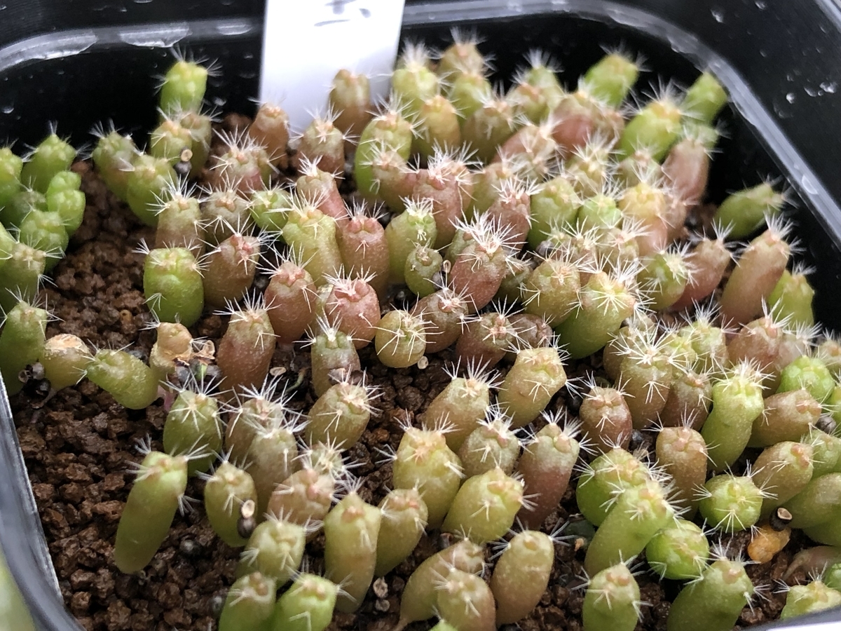 サボテン　テキサ－ナ　　実生 アストロフィツム：兜丸（カブトマル）実生 2.5号鉢植え* の通販