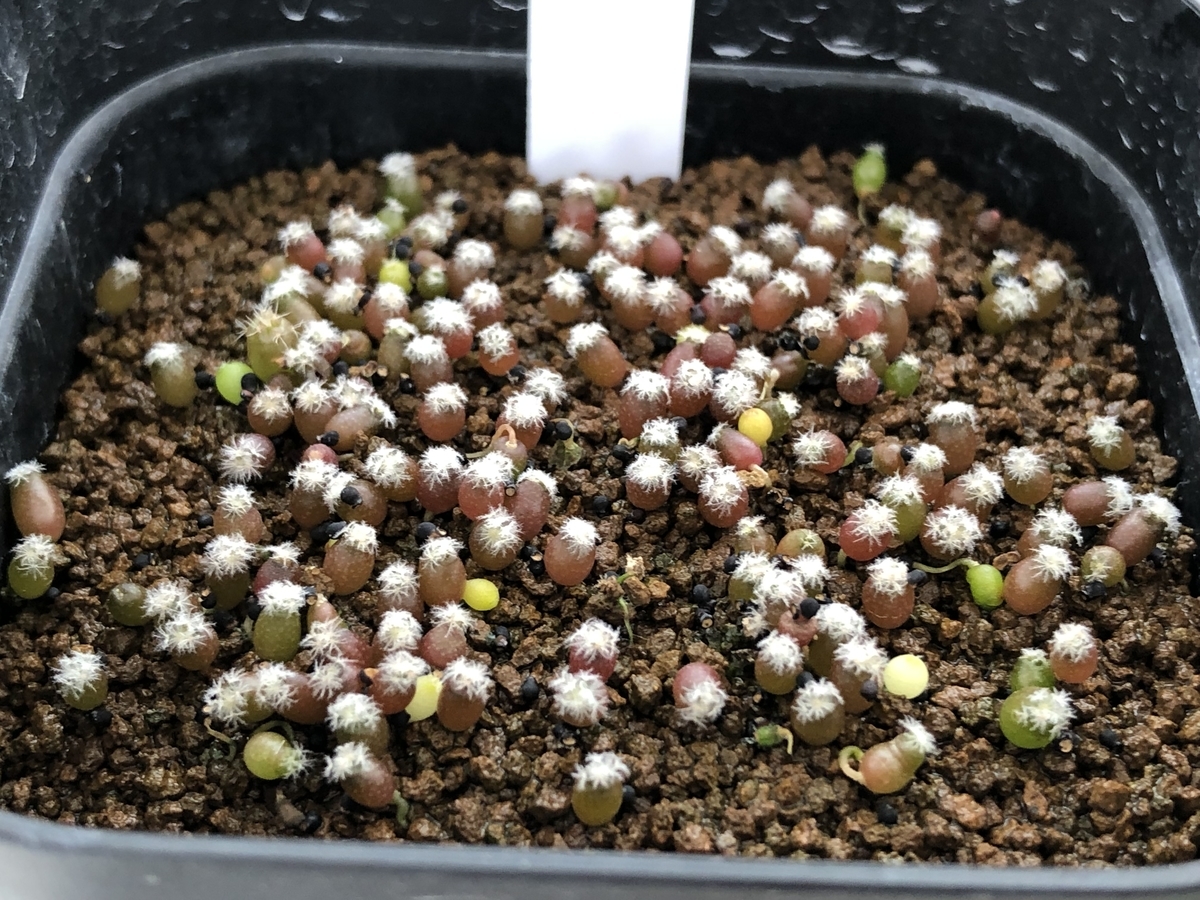 サボテン実生苗1ヶ月 - cactuspower サボテン日記
