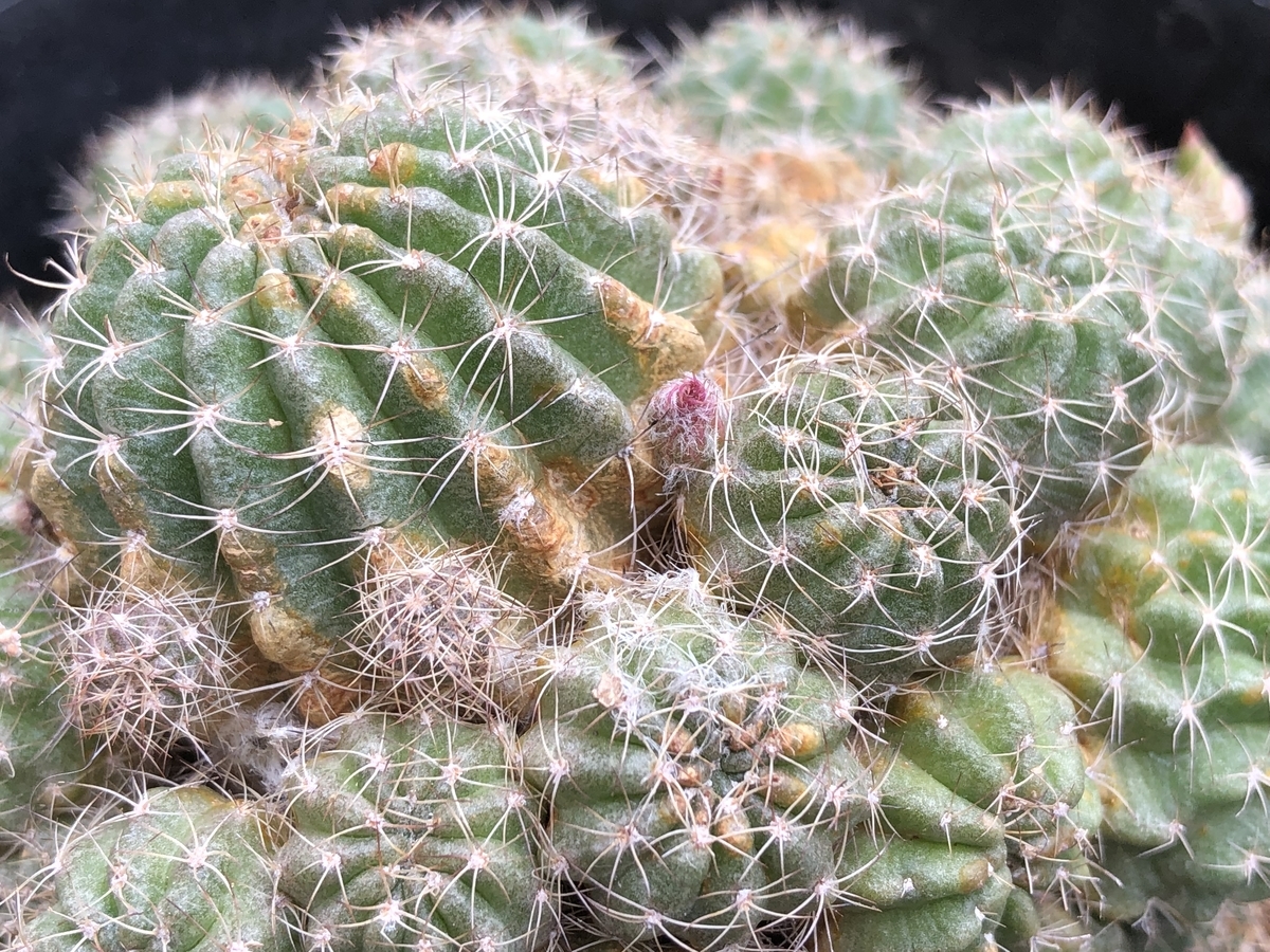 f:id:cactuspower:20210812093808j:plain