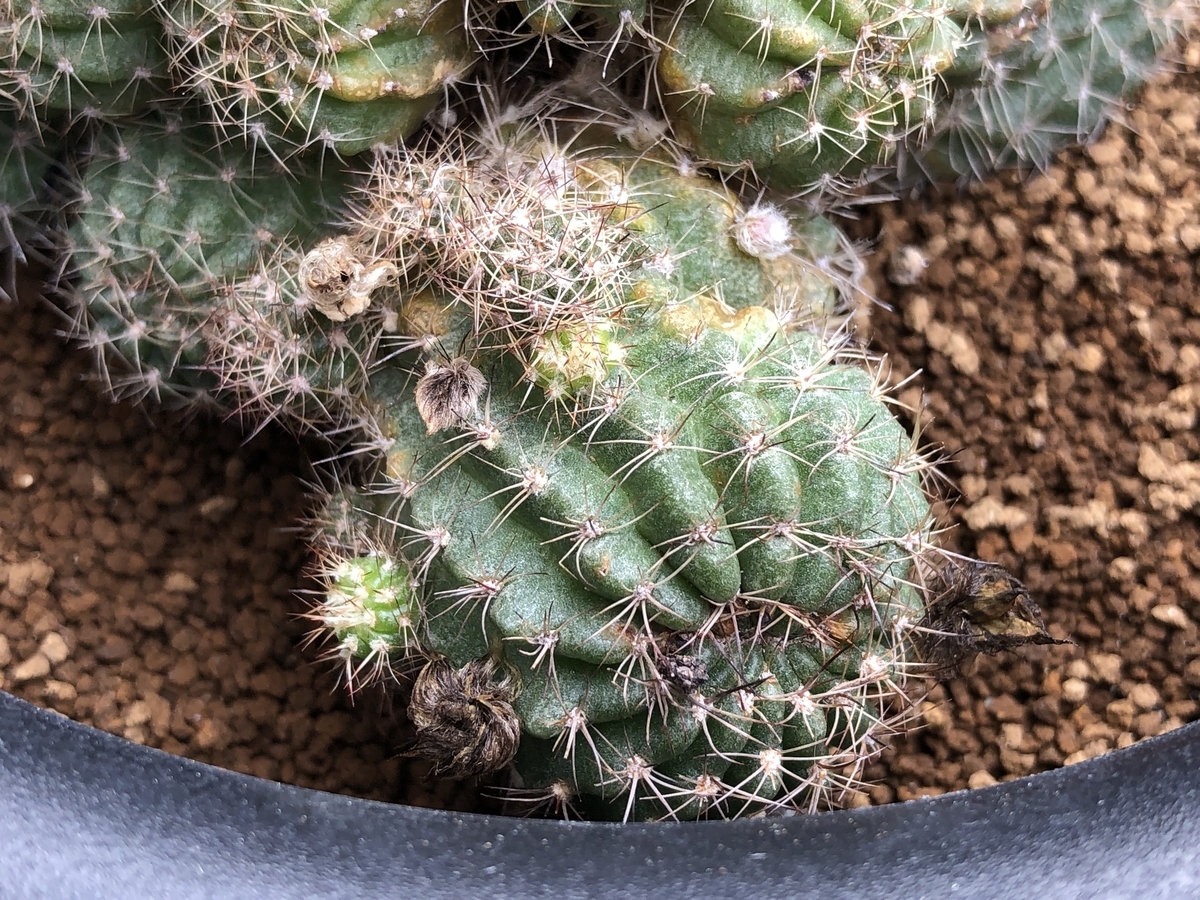 f:id:cactuspower:20210812100416j:plain