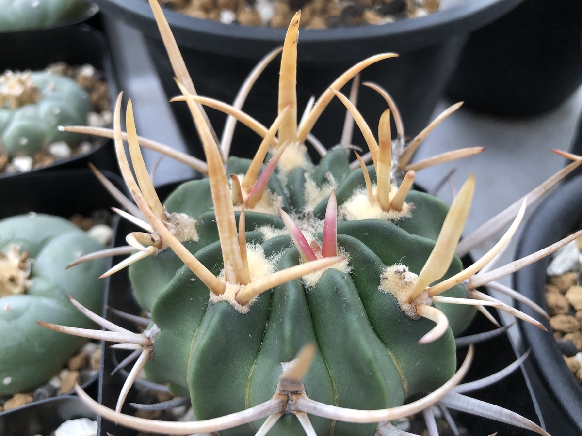 f:id:cactuspower:20210901125630j:plain