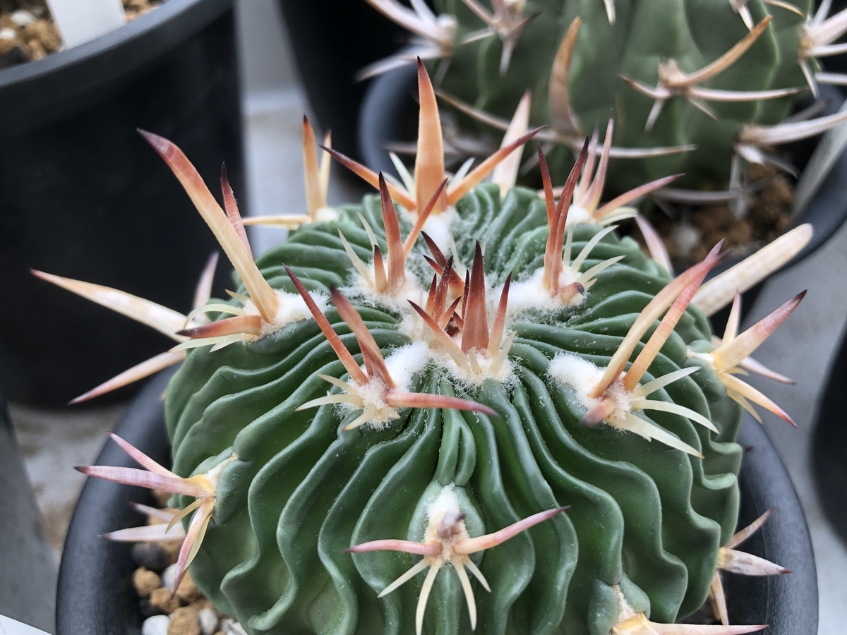 f:id:cactuspower:20210901125849j:plain