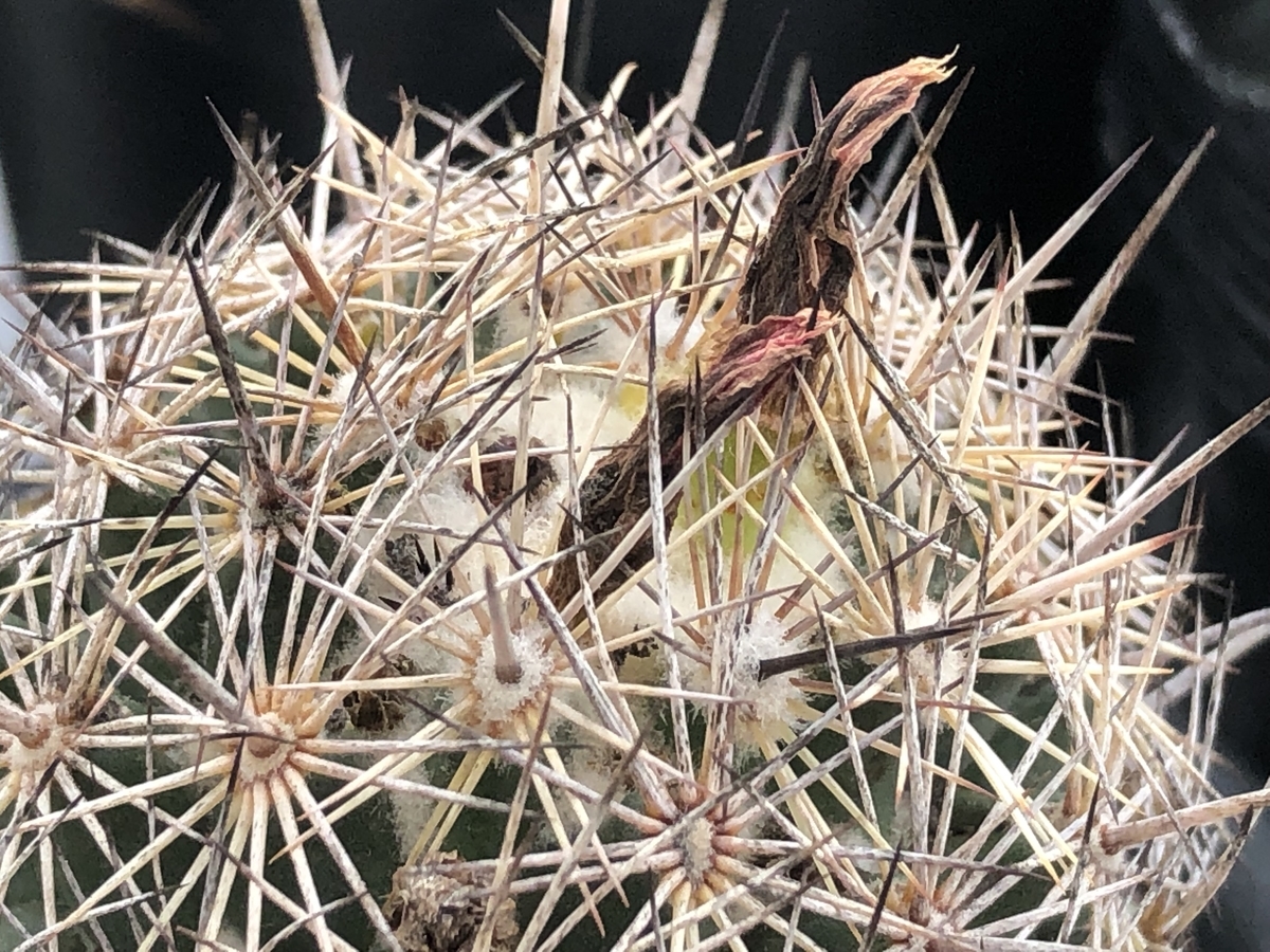 f:id:cactuspower:20210901125948j:plain