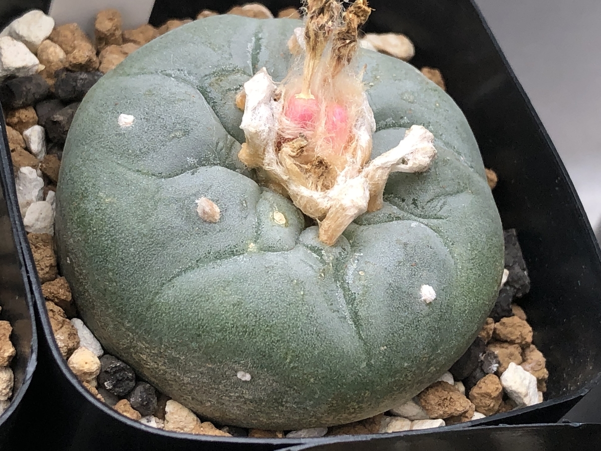 f:id:cactuspower:20210901130054j:plain