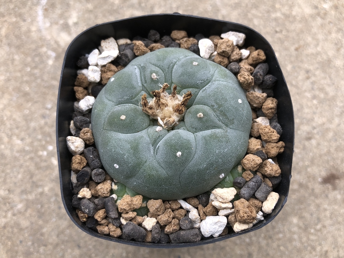 f:id:cactuspower:20210901130141j:plain