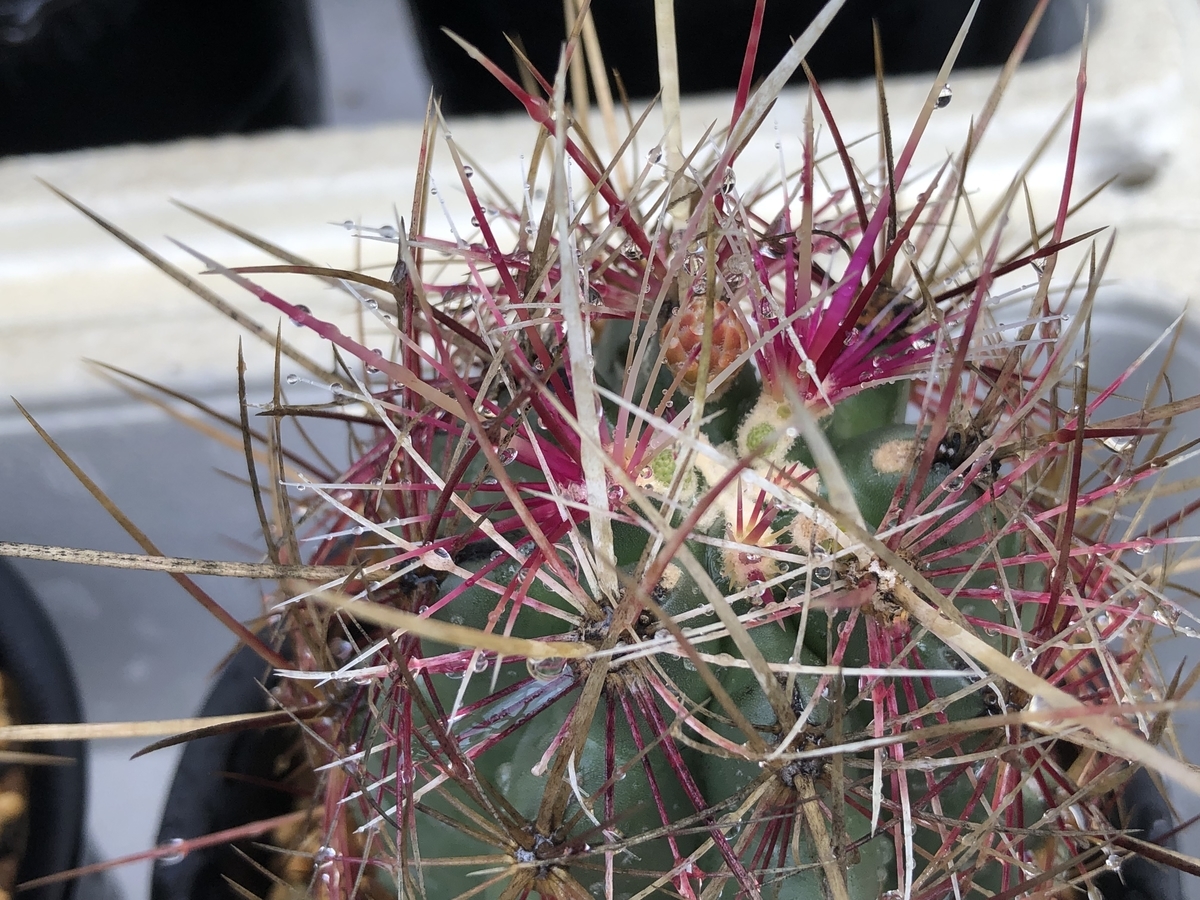 f:id:cactuspower:20210905233035j:plain