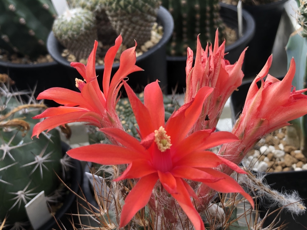 f:id:cactuspower:20210909124558j:plain