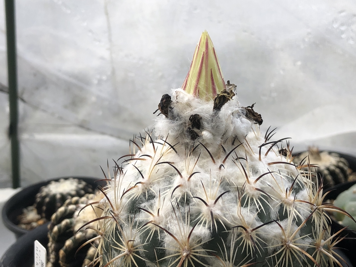 f:id:cactuspower:20210909124812j:plain