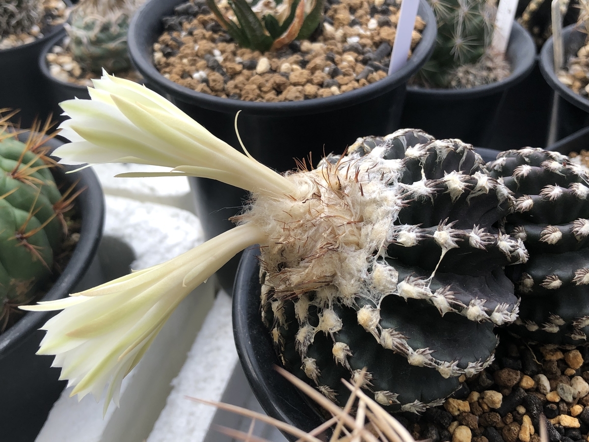 f:id:cactuspower:20210909125013j:plain