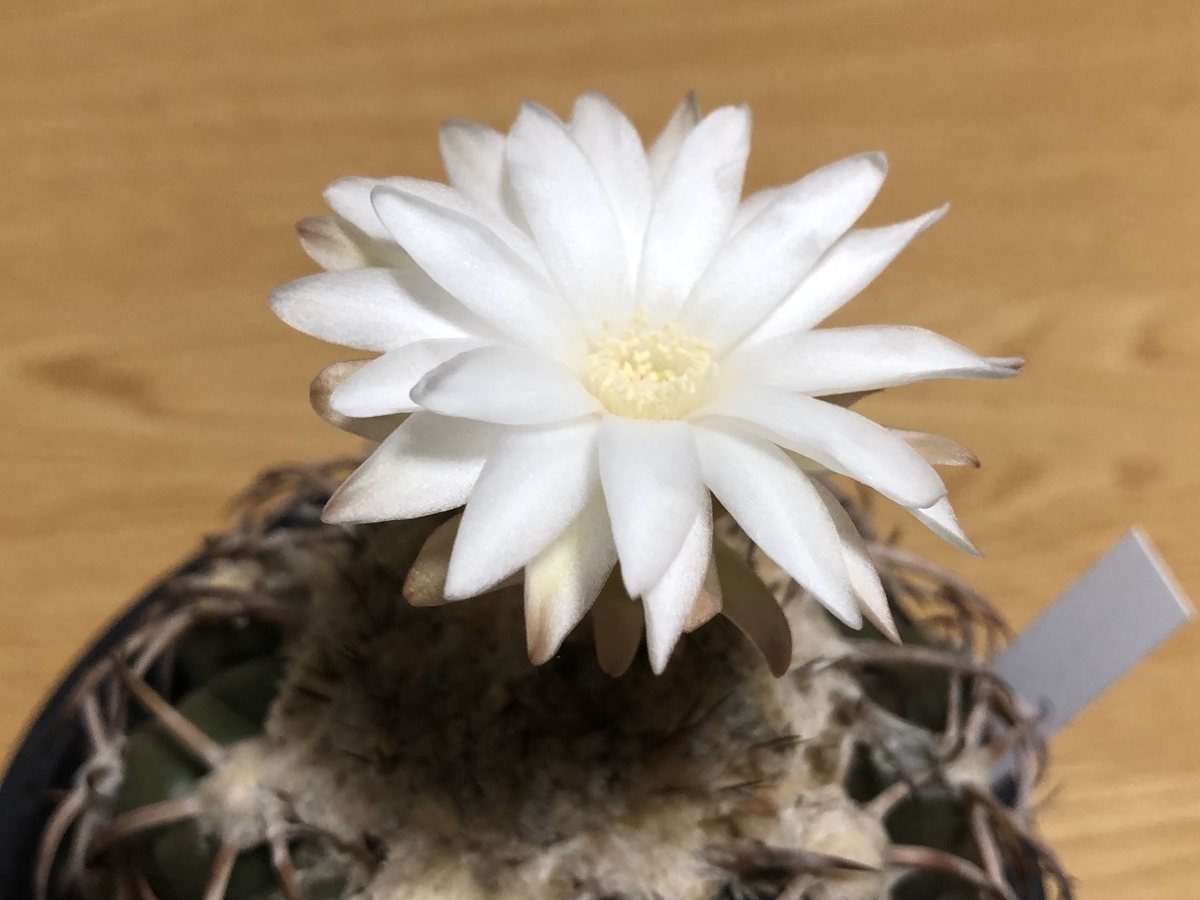 f:id:cactuspower:20210910233548j:plain