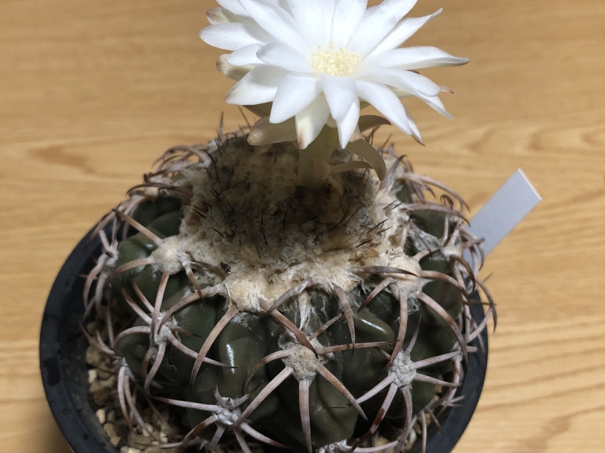 f:id:cactuspower:20210910234616j:plain