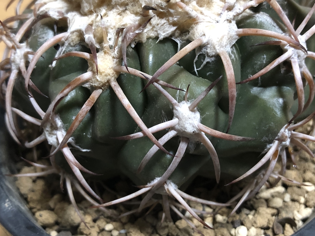 f:id:cactuspower:20210910234719j:plain