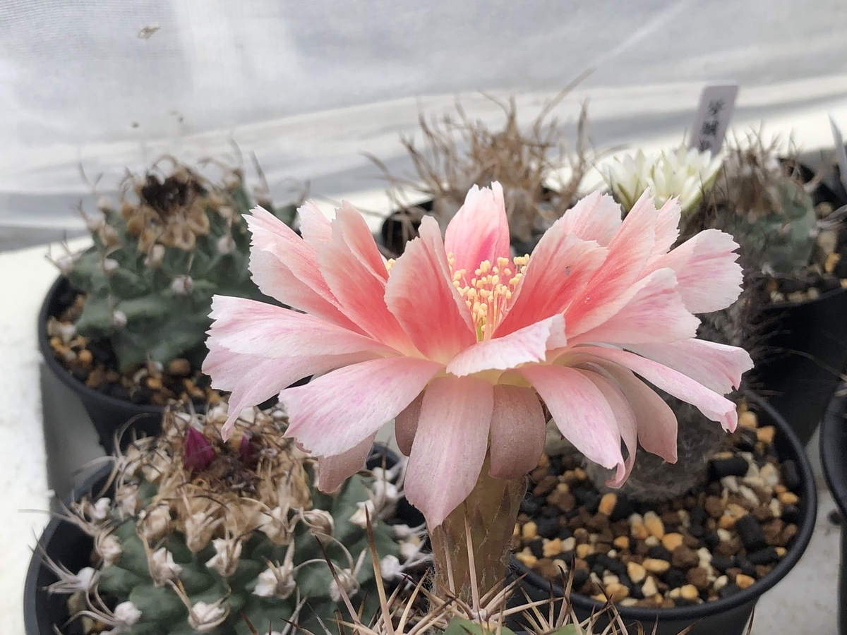 美花美花 - cactuspower サボテン日記