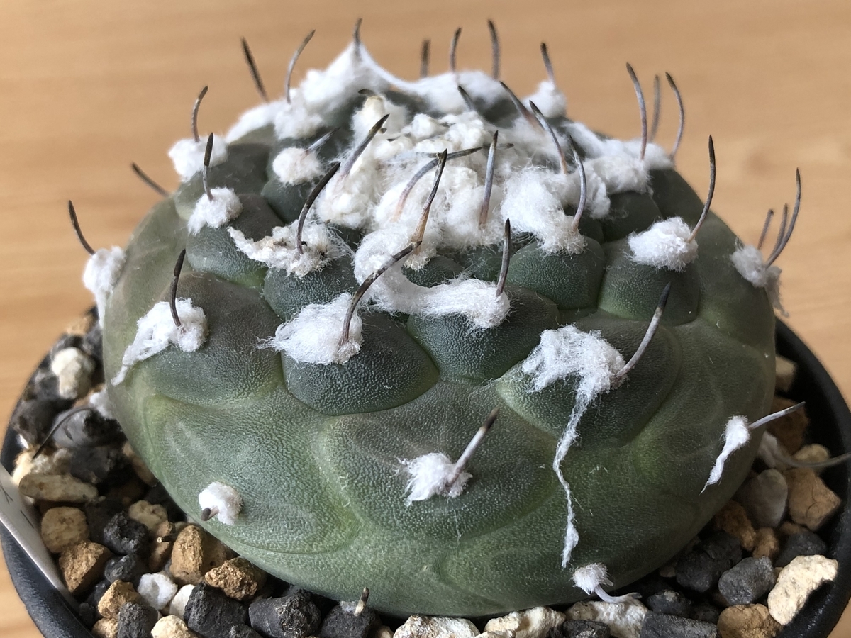 f:id:cactuspower:20210919130031j:plain