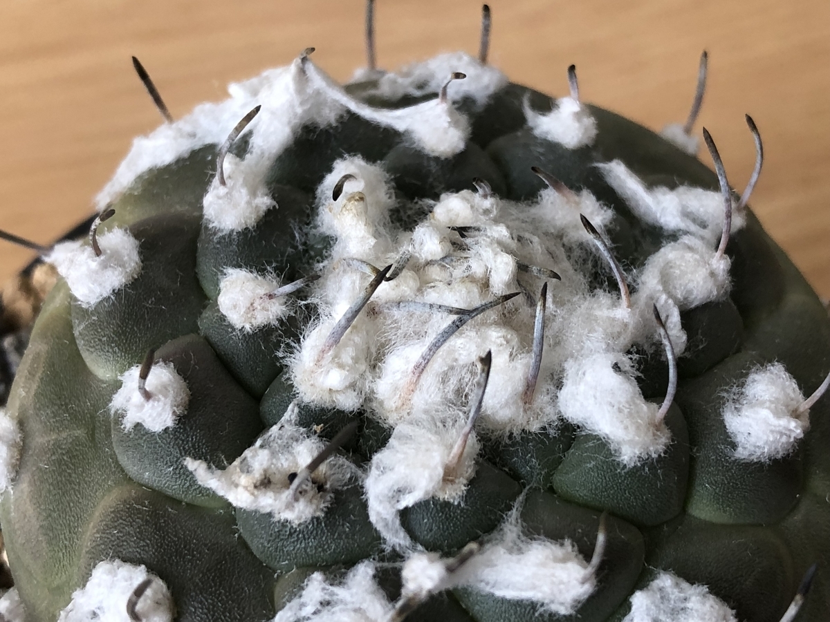 f:id:cactuspower:20210919130339j:plain