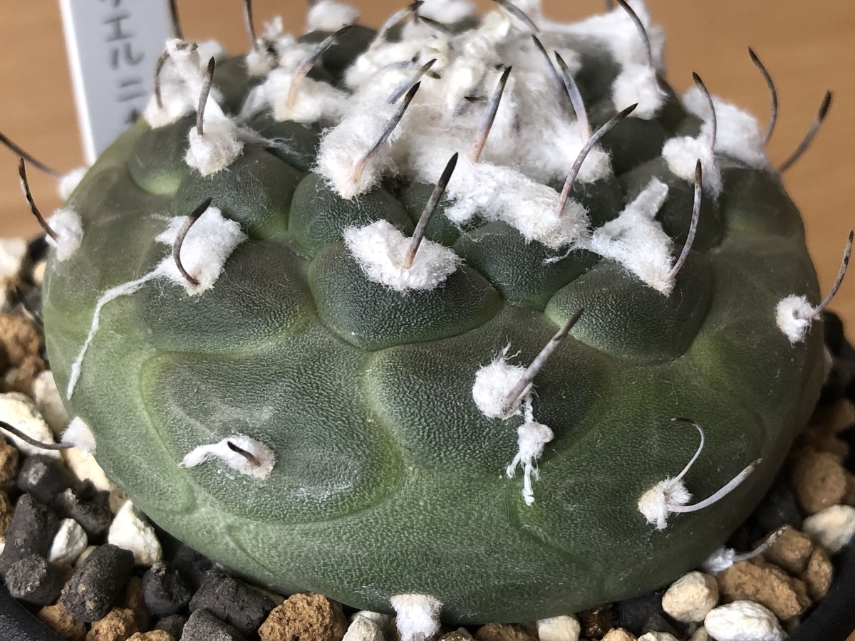 f:id:cactuspower:20210919130422j:plain