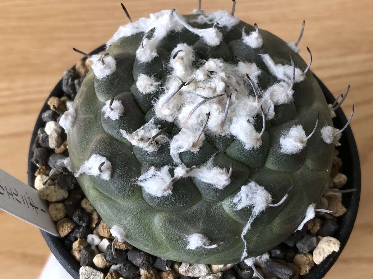 f:id:cactuspower:20210919130516j:plain