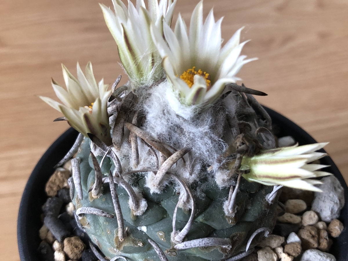 f:id:cactuspower:20210920124550j:plain