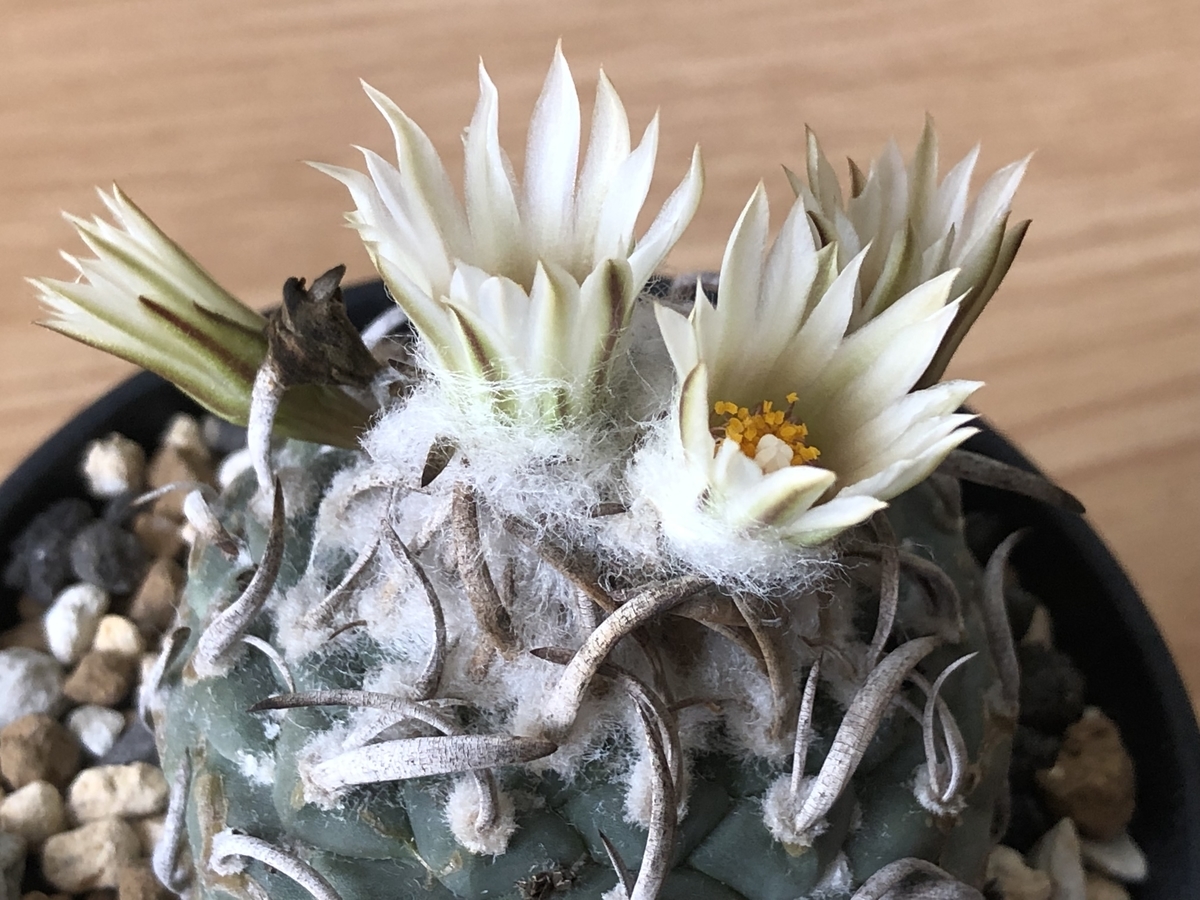 f:id:cactuspower:20210920124801j:plain