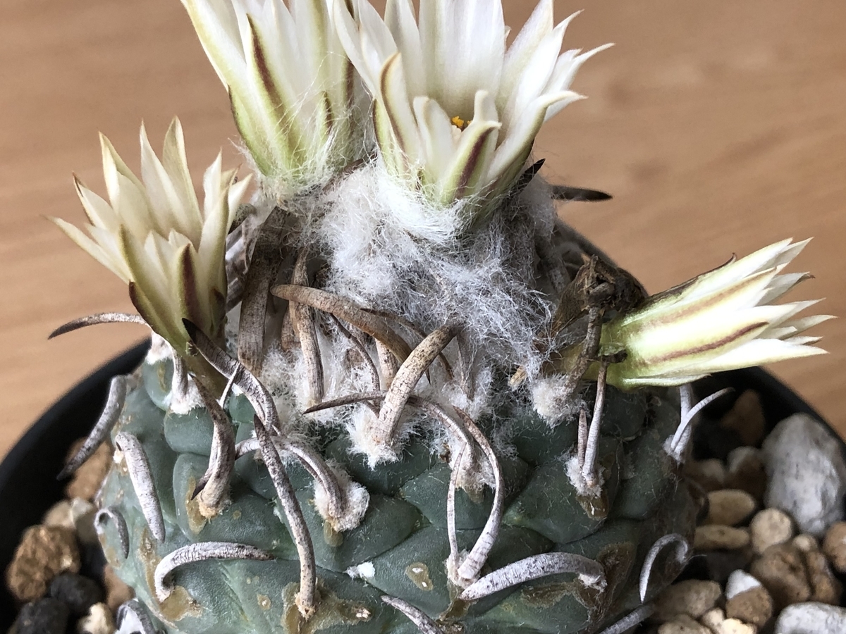 f:id:cactuspower:20210920124838j:plain