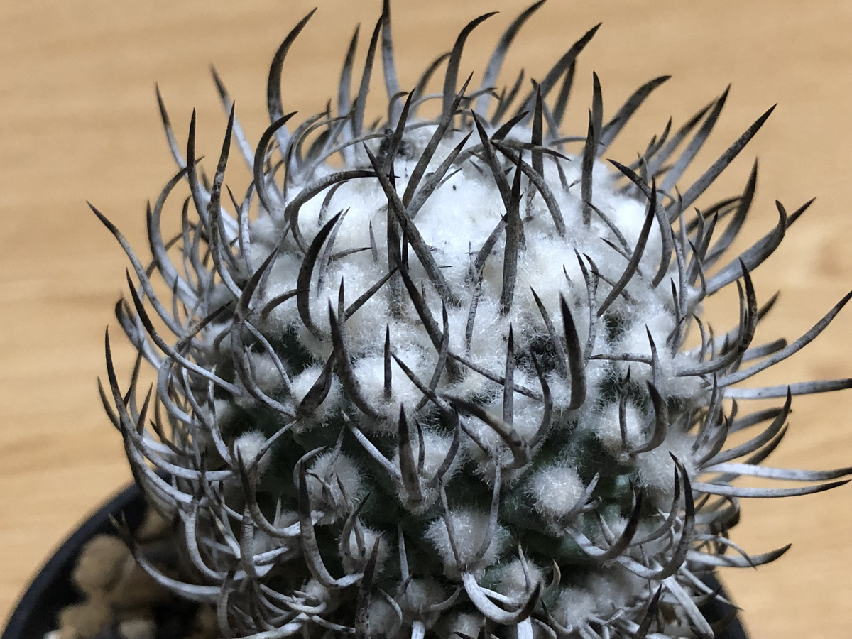 昇竜丸 今日は種ができた昇竜丸 - cactuspower サボテン日記
