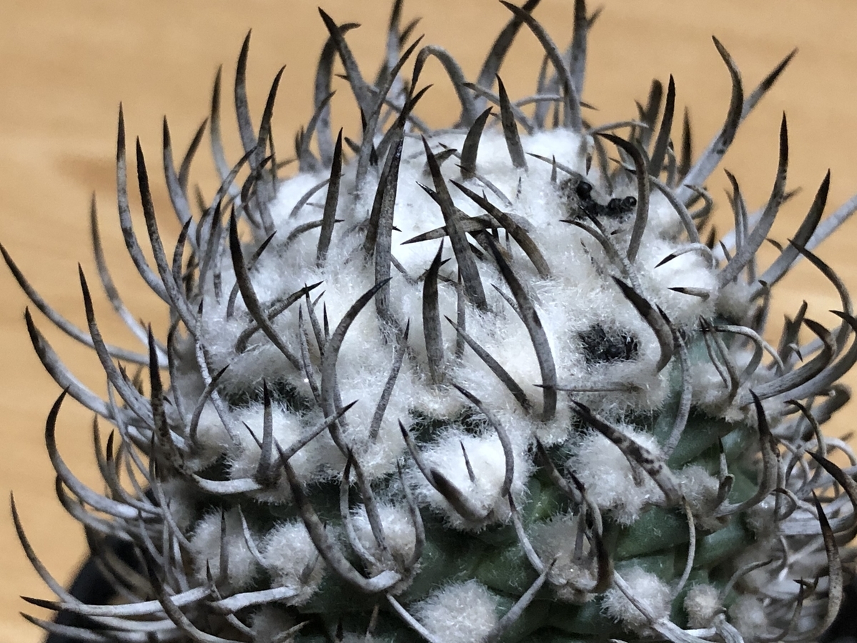 今日は種ができた昇竜丸 - cactuspower サボテン日記