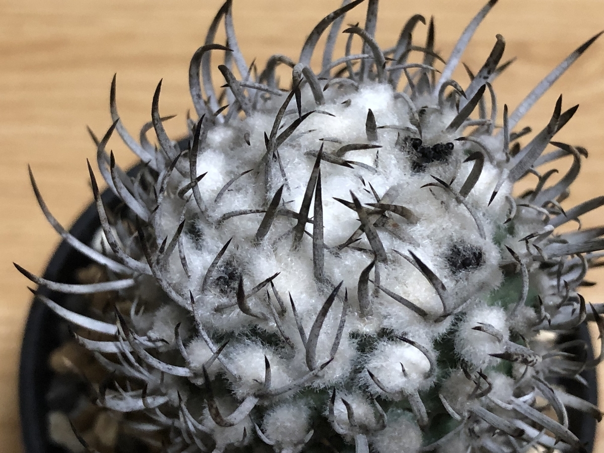 今日は種ができた昇竜丸 - cactuspower サボテン日記