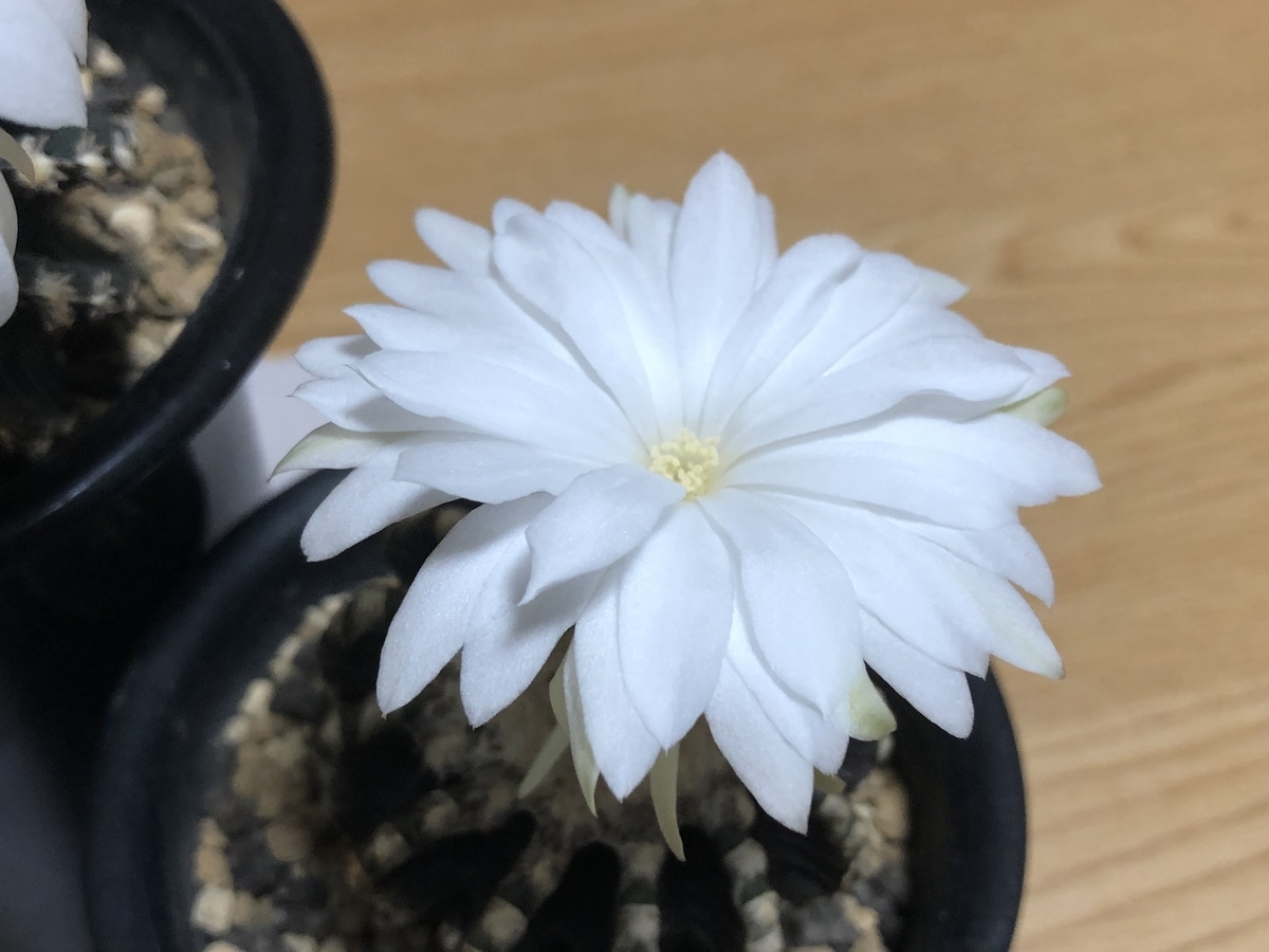 f:id:cactuspower:20210922234251j:plain