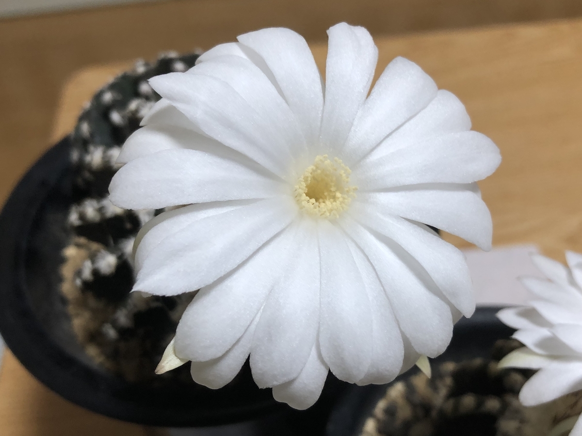 f:id:cactuspower:20210922234422j:plain