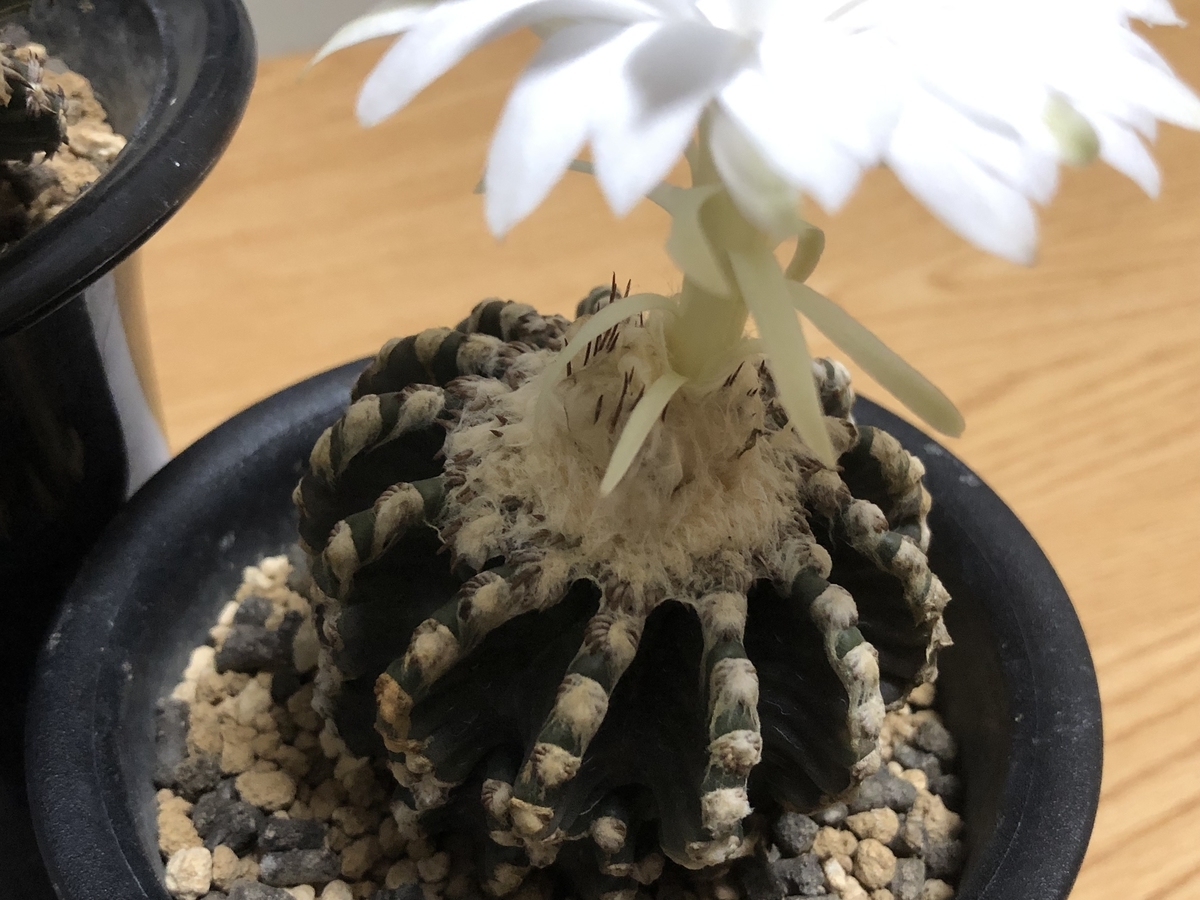 f:id:cactuspower:20210922234509j:plain