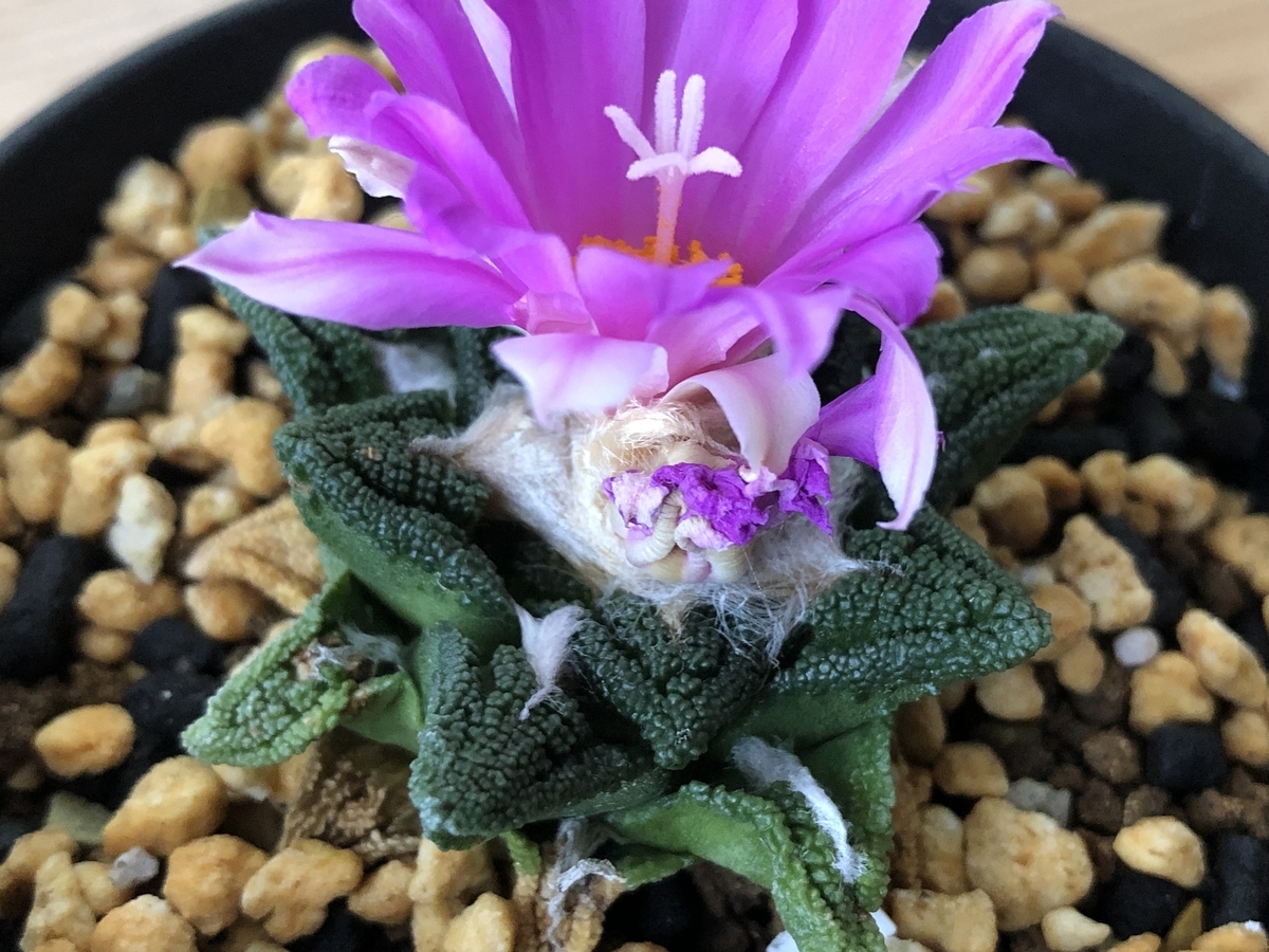 f:id:cactuspower:20210926230939j:plain