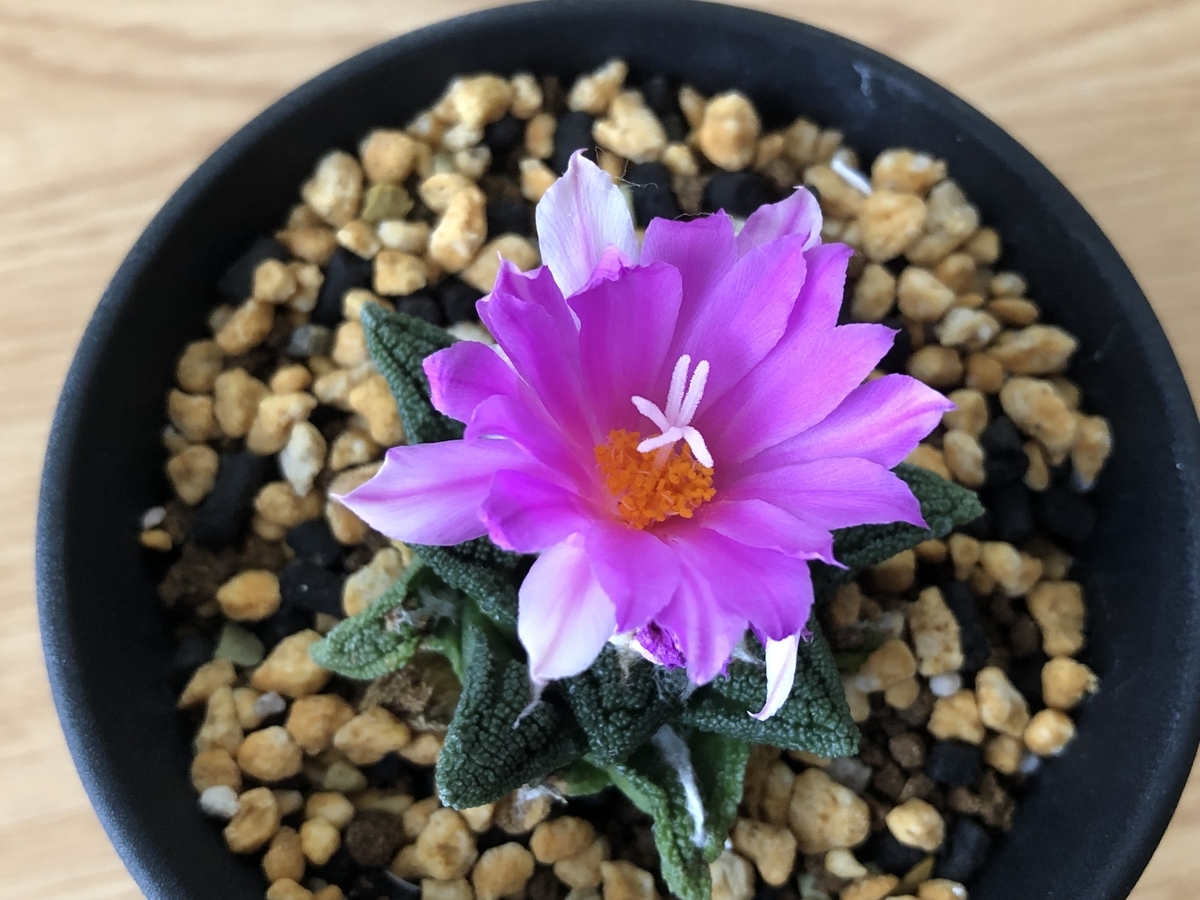 f:id:cactuspower:20210926231813j:plain