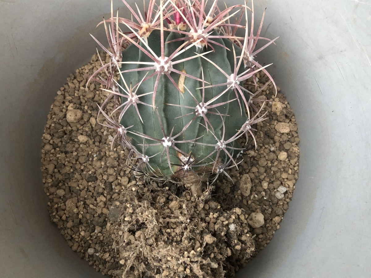 f:id:cactuspower:20210928191453j:plain