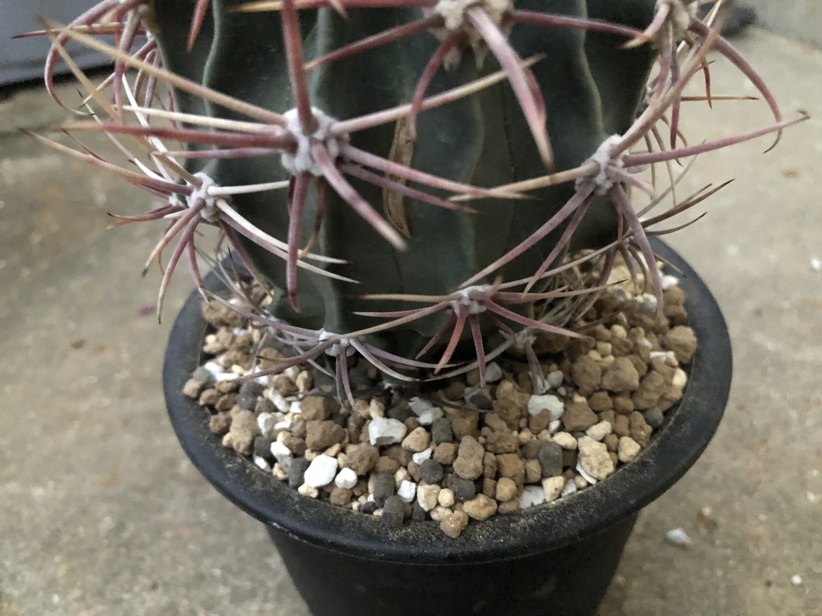 f:id:cactuspower:20210928192647j:plain