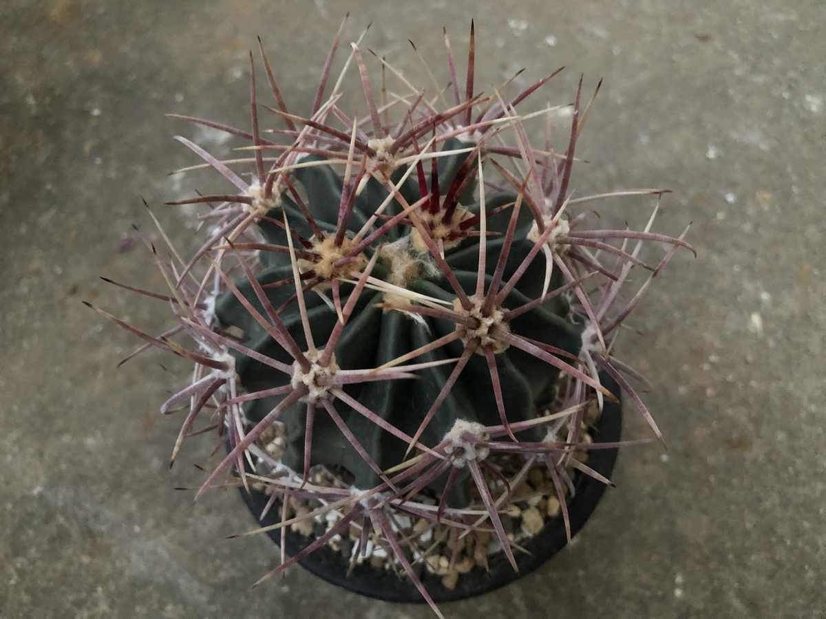 f:id:cactuspower:20210928193012j:plain