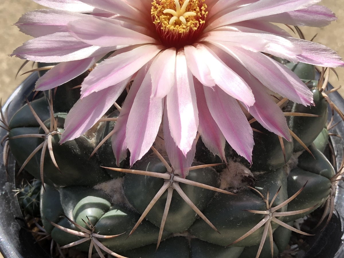 f:id:cactuspower:20210929140421j:plain