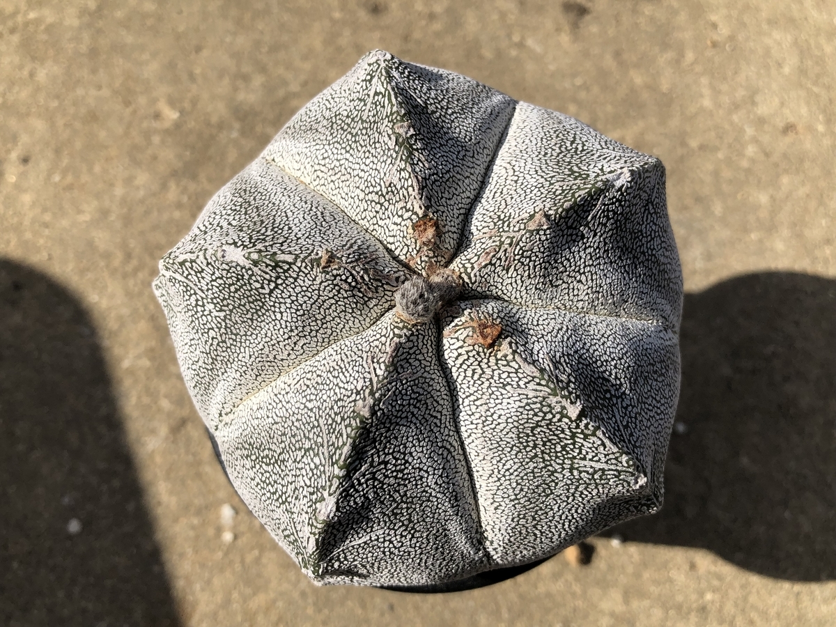 f:id:cactuspower:20211003235632j:plain