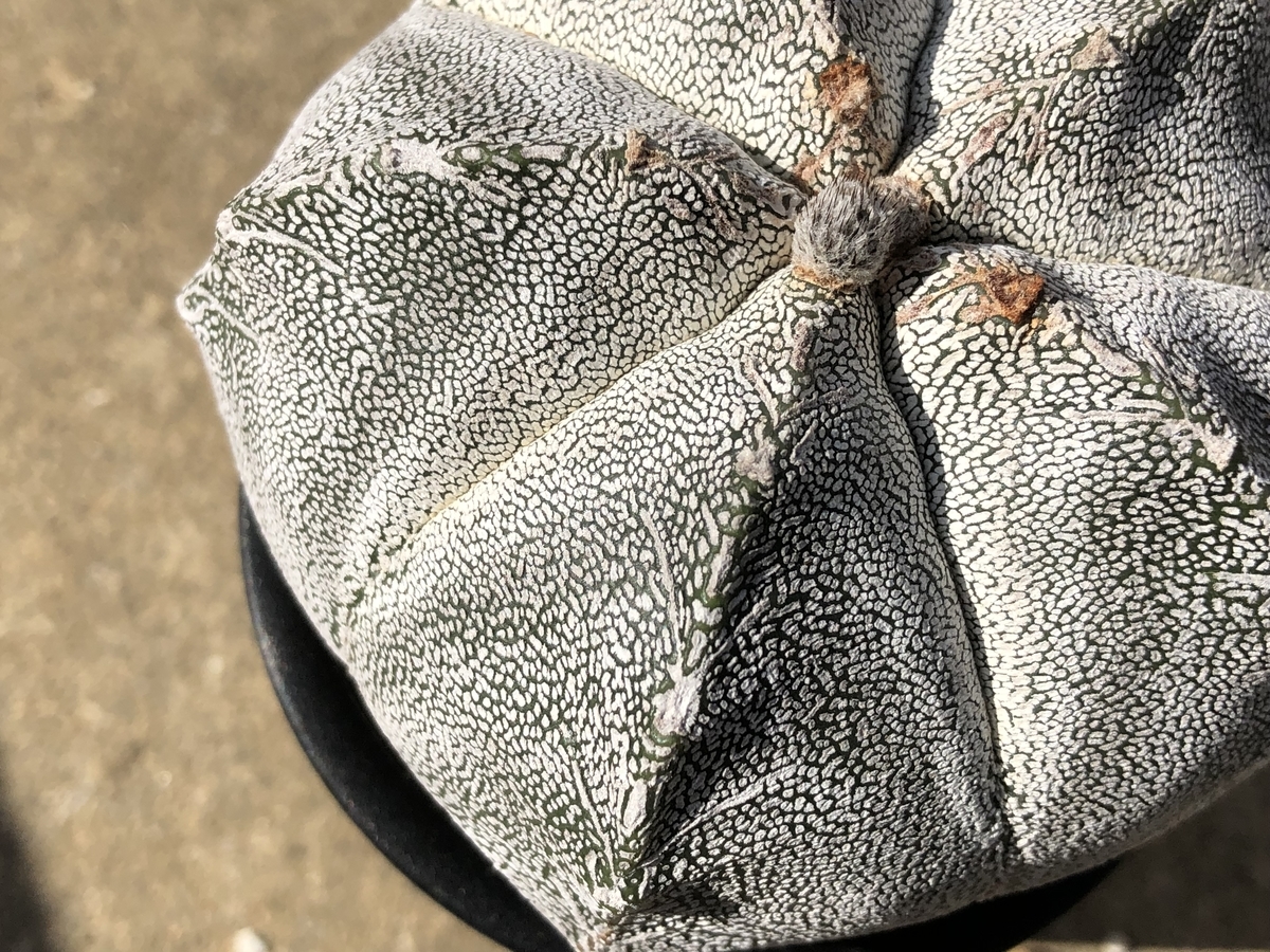 f:id:cactuspower:20211003235837j:plain