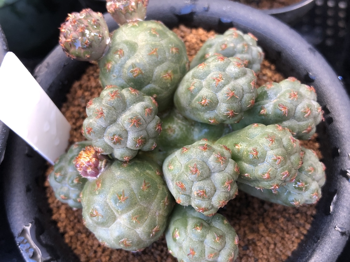 f:id:cactuspower:20211004233910j:plain