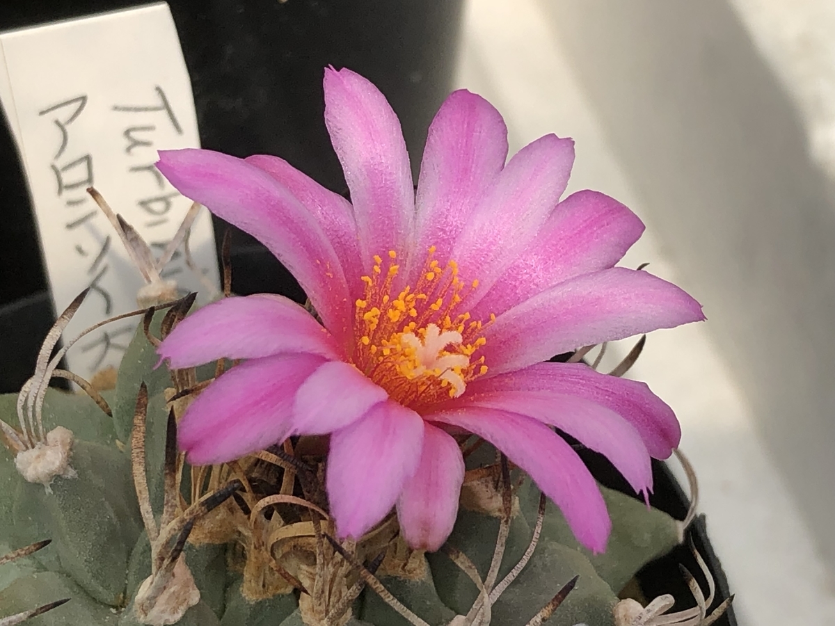 f:id:cactuspower:20211005232738j:plain