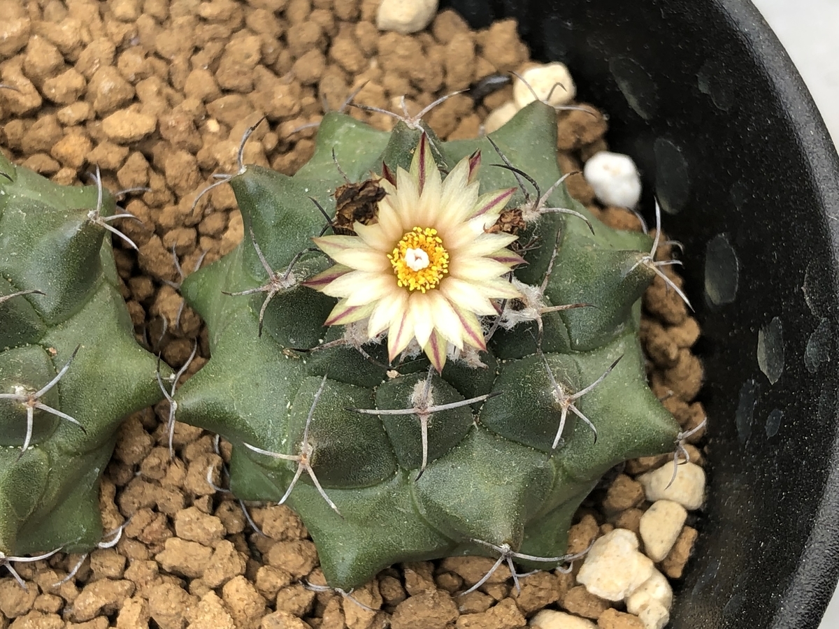 f:id:cactuspower:20211005233130j:plain