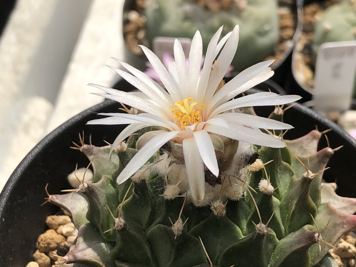 f:id:cactuspower:20211005233722j:plain