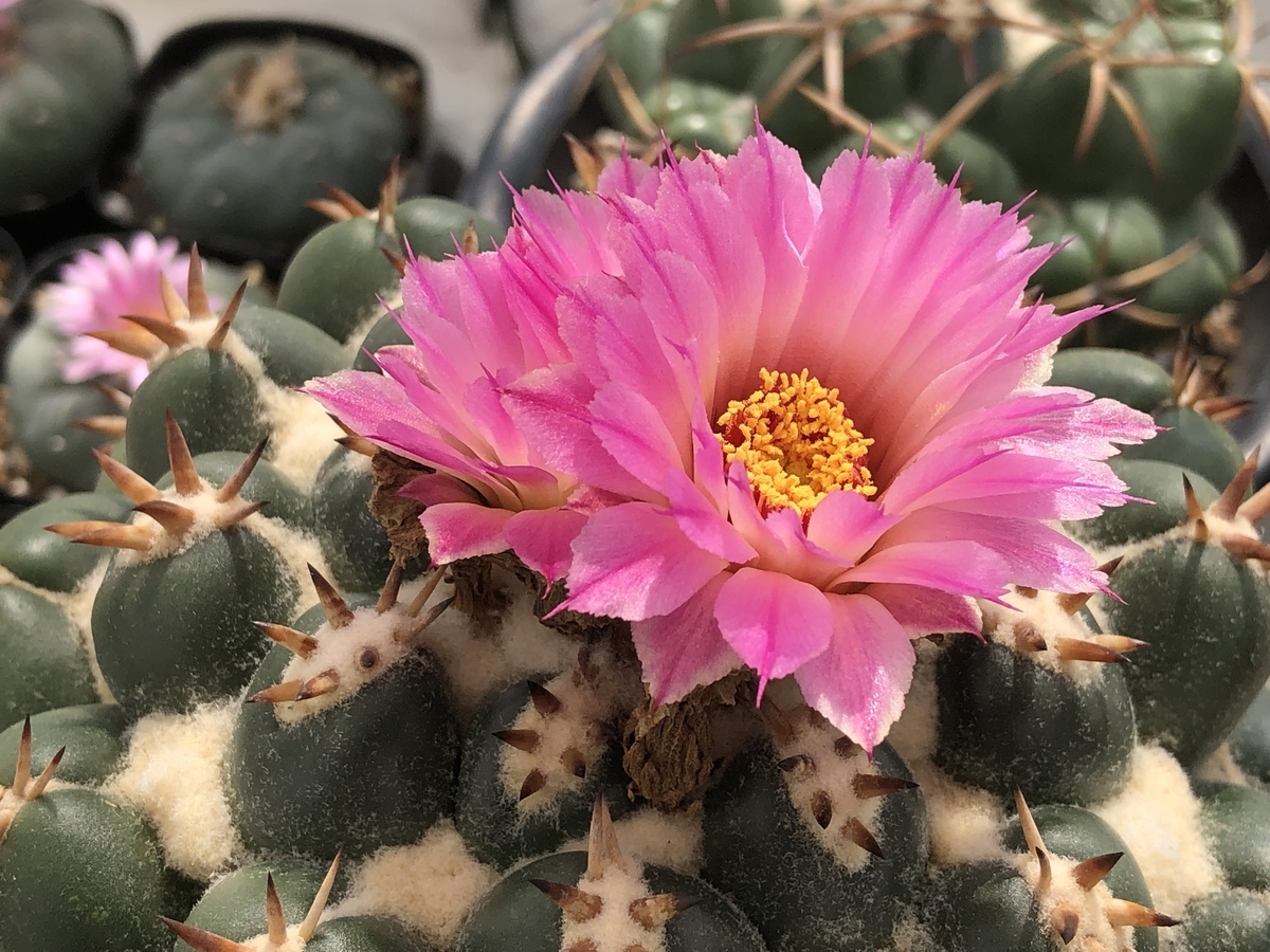 f:id:cactuspower:20211005233834j:plain