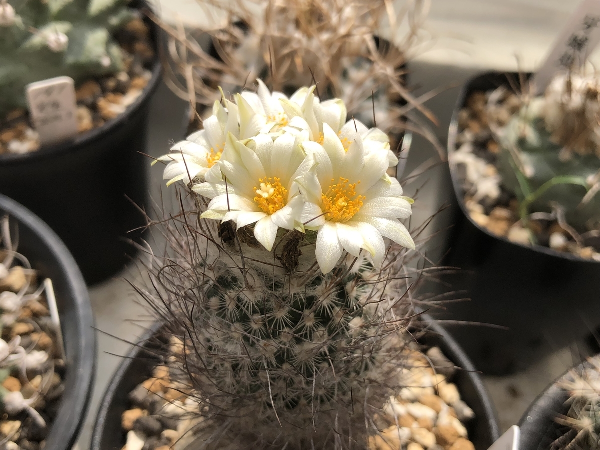 f:id:cactuspower:20211006231734j:plain