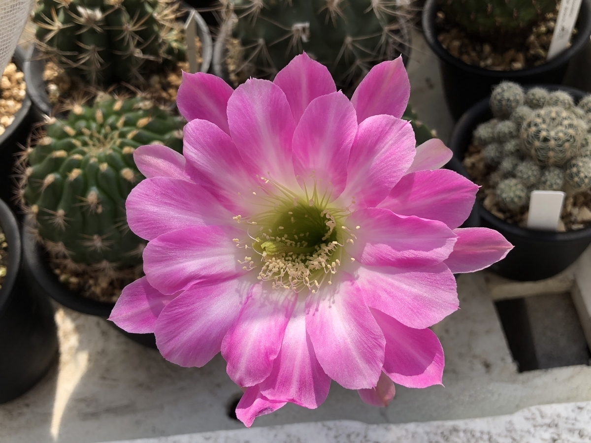 f:id:cactuspower:20211006232039j:plain