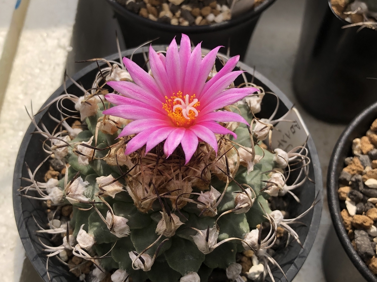 f:id:cactuspower:20211006232202j:plain