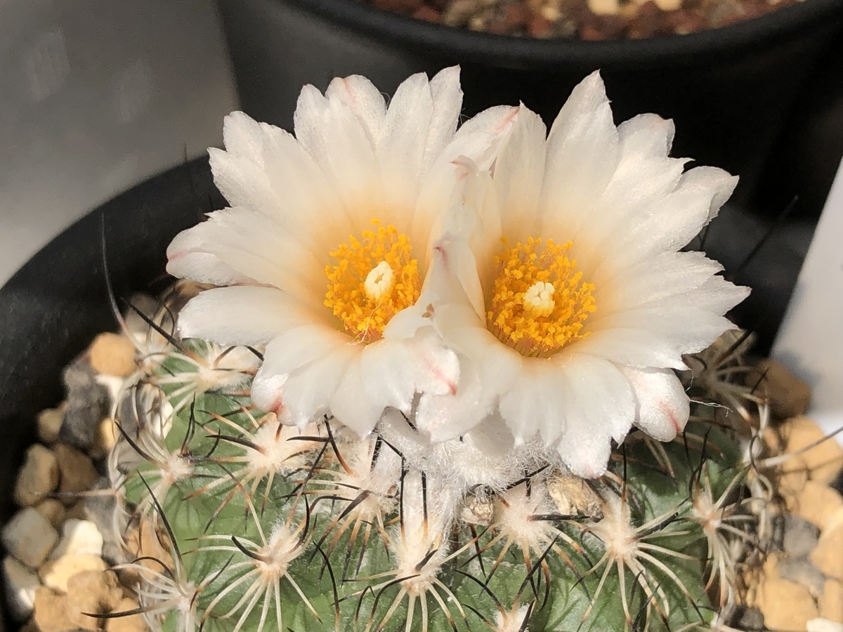 f:id:cactuspower:20211006232342j:plain