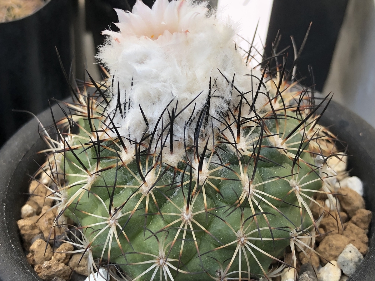 f:id:cactuspower:20211006232544j:plain